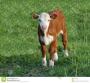 calf