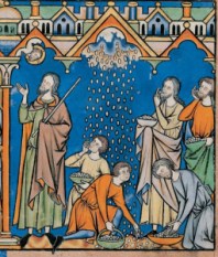 manna-maciejowskibible-13thcent-548