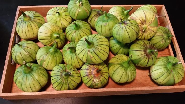 Gulliver Tomatillos from Restorah Farm
